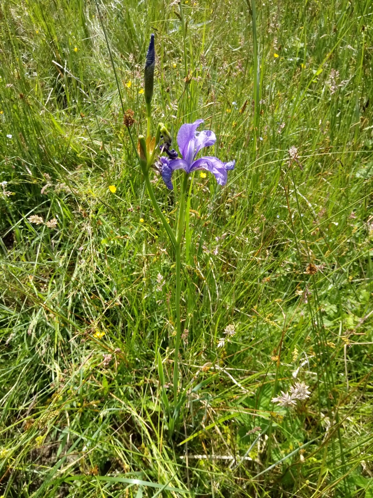 Siberian iris (Iris sibirica)