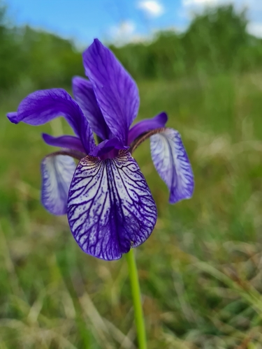 Siberian iris (Iris sibirica)