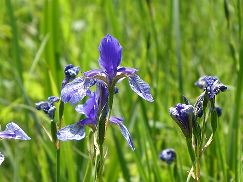 Siberian iris: Irisblüte (iris sibirica, Sibirische Schwertlilie). Im Mai blühen diese wunderschön im Eriskircher Ried.
