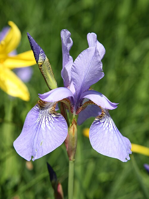 Siberian iris: Siberian iris (Iris sibirica), also known as German iris. The Siberian iris is widespread as a cultivated plant worldwide because of its exotic flower shape. It