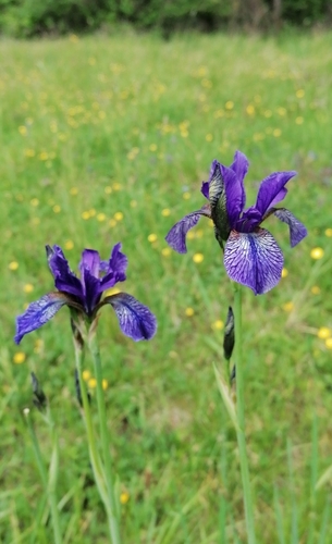 Siberian iris (Iris sibirica)