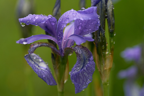 Siberian iris (Iris sibirica)