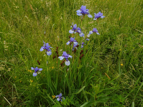 Siberian iris (Iris sibirica)