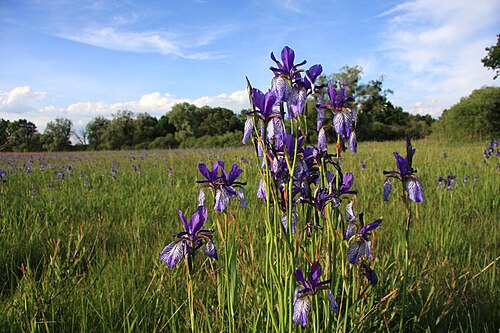 Siberian iris: Irisblüte im Naturschutzgebiet in Eriskirch bei 88045 Friedrichshafen ,Baden-Württemberg