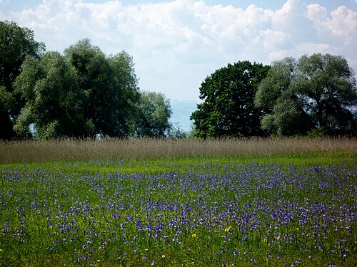 Siberian iris: Eriskirch - nature reserve in anthesis of blue iris