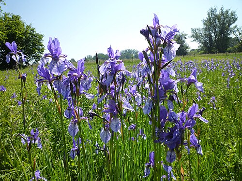 Siberian iris: Eriskirch - nature reserve in anthesis of blue iris
