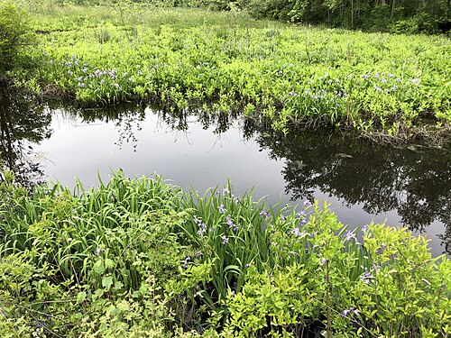 Harlequin blueflag: Wetlands with blooming Blue Flag Irises along a tributary of the Great Egg Harbor River within New Brooklyn Park in Winslow Township, Camden County, New Jersey