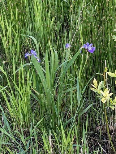 Harlequin blueflag (Iris versicolor)