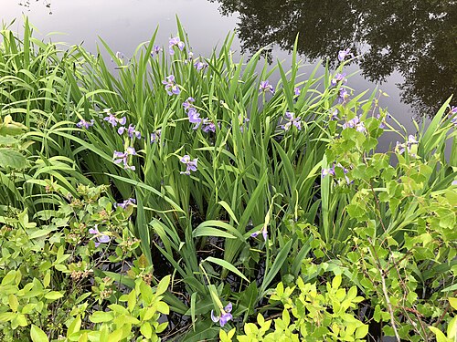 Harlequin blueflag: A clump of blooming Blue Flag Irises along a tributary of the Great Egg Harbor River within New Brooklyn Park in Winslow Township, Camden County, New Jersey