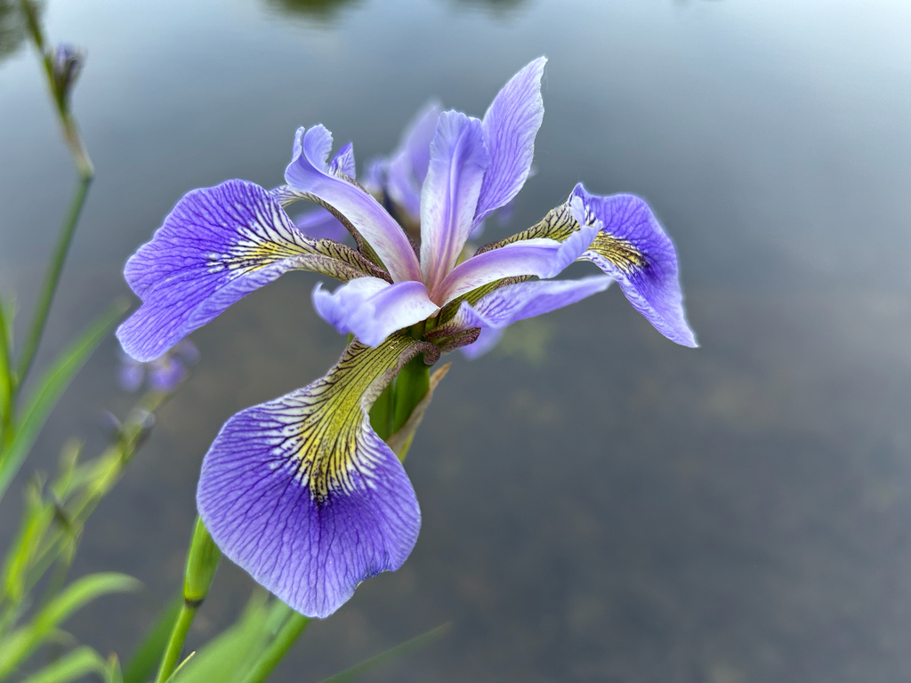 Harlequin blueflag (Iris versicolor)