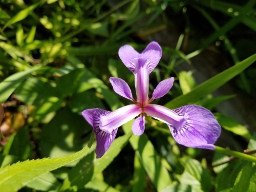 Harlequin blueflag (Iris versicolor)