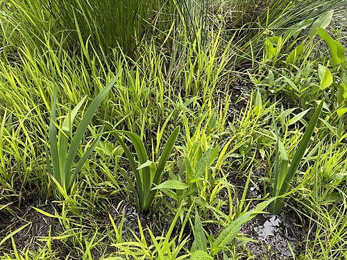 Harlequin blueflag: Blue Flag Irises along the edge of the pond within Ann M. Banchoff Park in the Mountainview section of Ewing Township, Mercer County, New Jersey