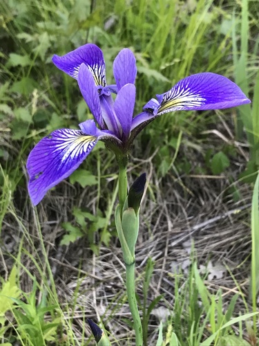 Harlequin blueflag (Iris versicolor)