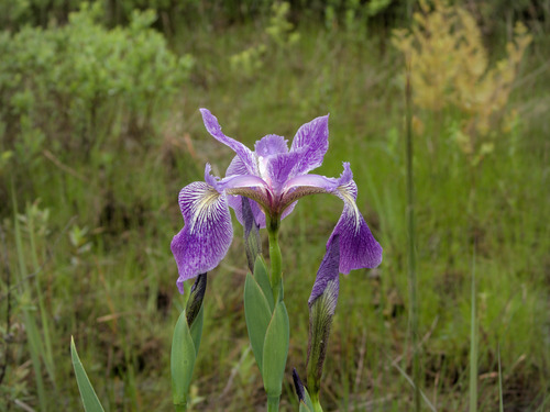 Harlequin blueflag (Iris versicolor)
