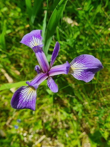 Harlequin blueflag (Iris versicolor)