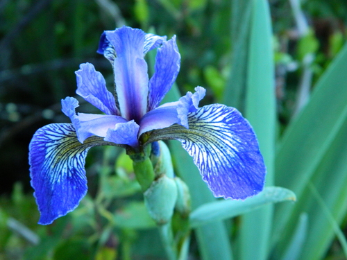Harlequin blueflag (Iris versicolor)