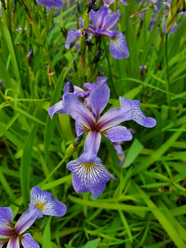 Harlequin blueflag (Iris versicolor)