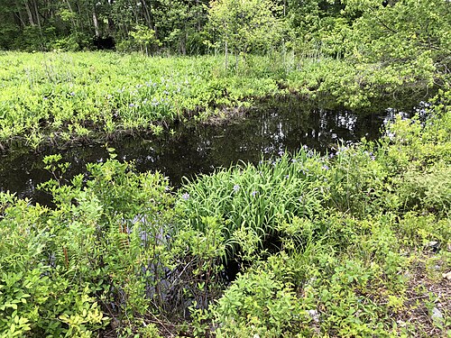Harlequin blueflag: Wetlands with blooming Blue Flag Irises along a tributary of the Great Egg Harbor River within New Brooklyn Park in Winslow Township, Camden County, New Jersey