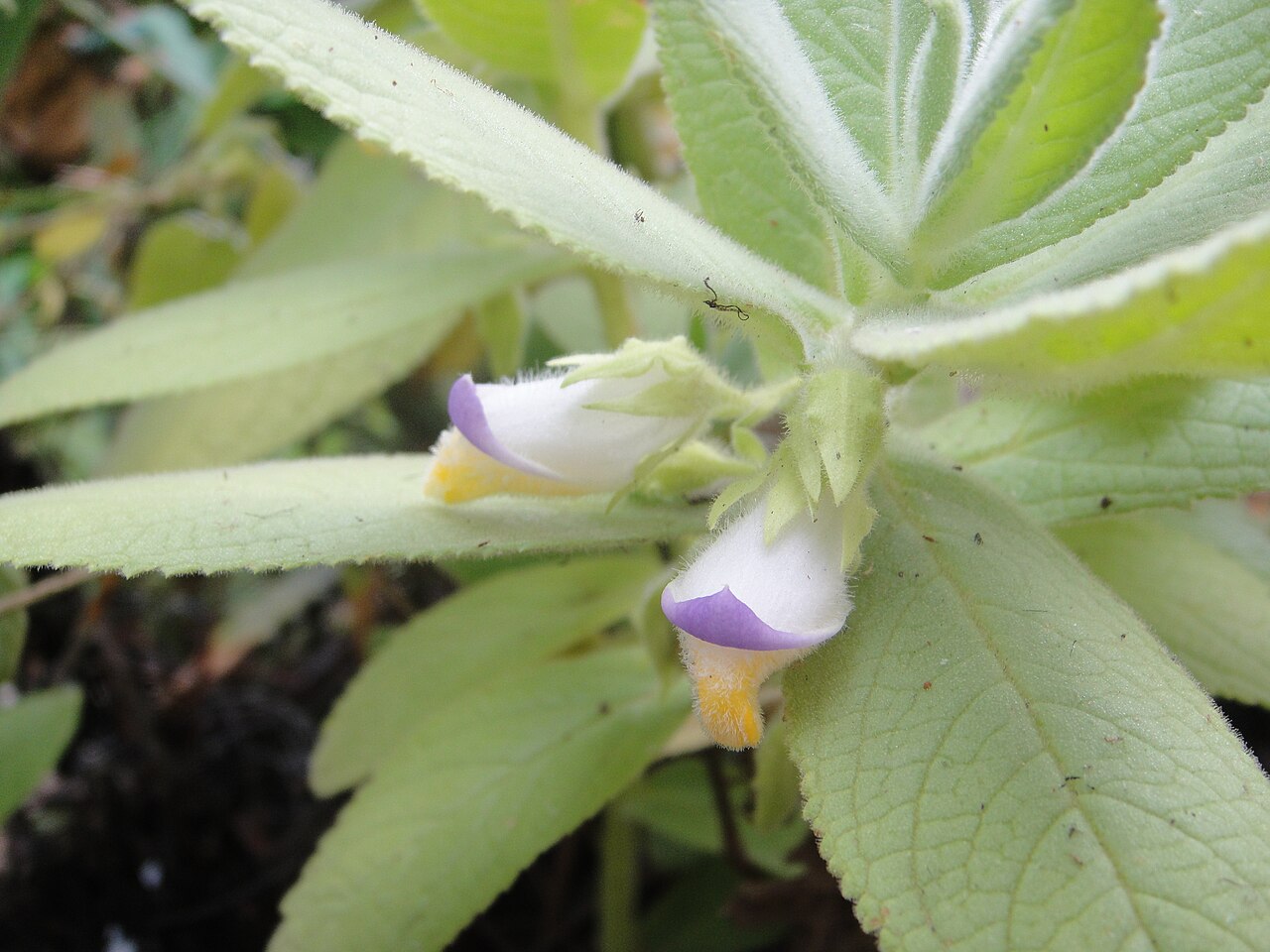 Isabelcristinia aromatica: Isabelcristinia aromatica in Brazil