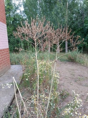 Isatis costata (Isatis costata)