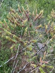 Isatis costata (Isatis costata)