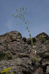 Isatis costata (Isatis costata)