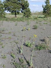 Isatis costata (Isatis costata)