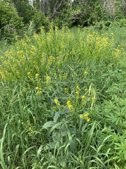 Isatis costata (Isatis costata)