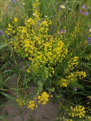 Isatis costata (Isatis costata)