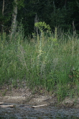 Isatis costata (Isatis costata)
