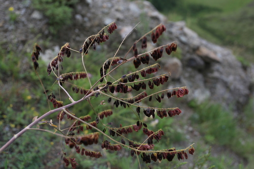 Isatis costata (Isatis costata)