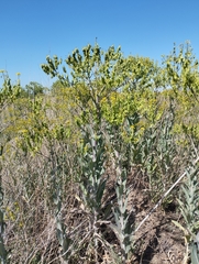 Isatis costata (Isatis costata)