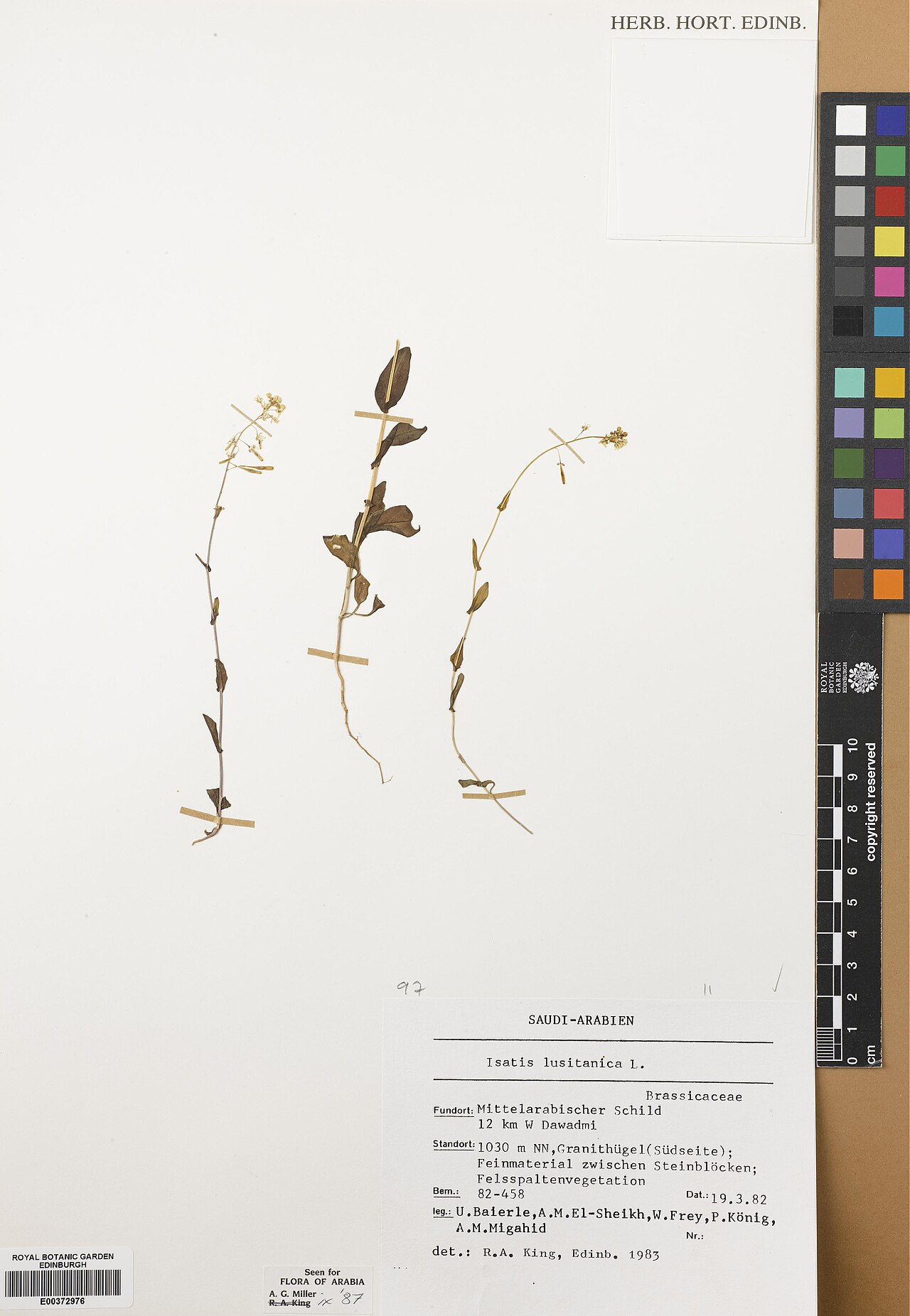 Isatis lusitanica: Isatis lusitanica — Herbarium specimen from Ar Riyad, 12km w Dawadmi. Bem., 82-458, Saudi Arabia. Habitat: NN, Granithugel (Sudseite) Feinmaterial zwischen Stei