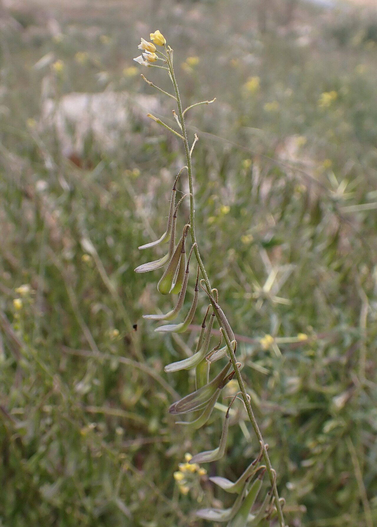 Isatis lusitanica: Isatis lusitanica in S from Al Rajif in Jordan