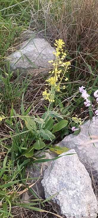 Isatis lusitanica: Isatis lusitanica — Field observation from בי ס אריאל ממ ד/דרך מנחם בגין, מודיעין מכבים רעות, ישראל, Israel. Collected by Udi Oron אודי אורון (2025-03-06). Reco