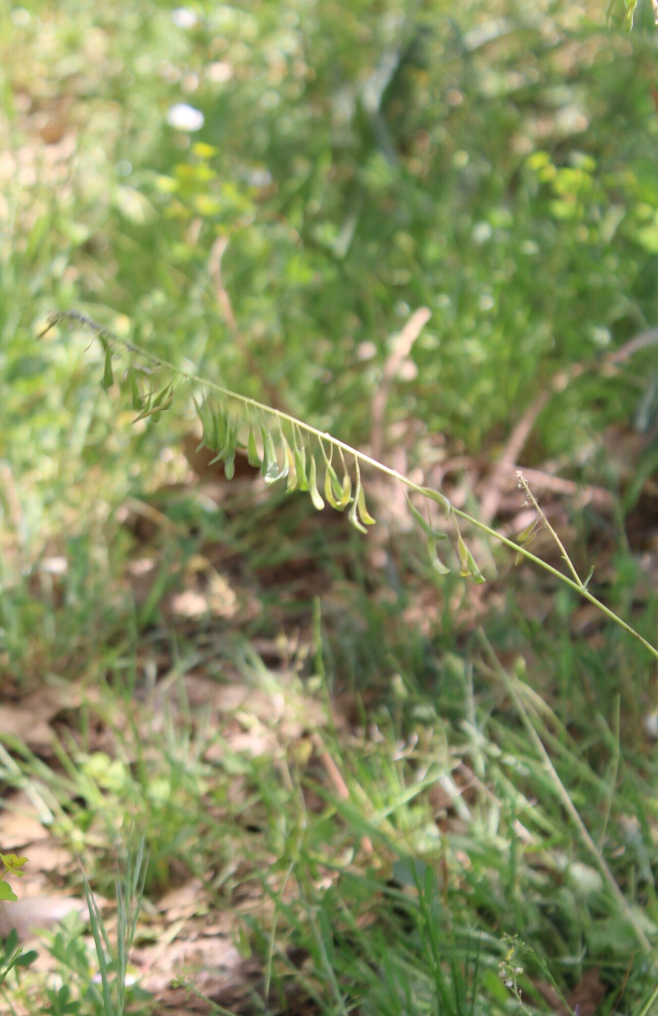 Isatis lusitanica: Isatis lusitanica — Field observation from יזרעאל, ישראל, Israel. Collected by yelena_antipova (2025-04-05). Recorded in GBIF occurrence 5134112942 .