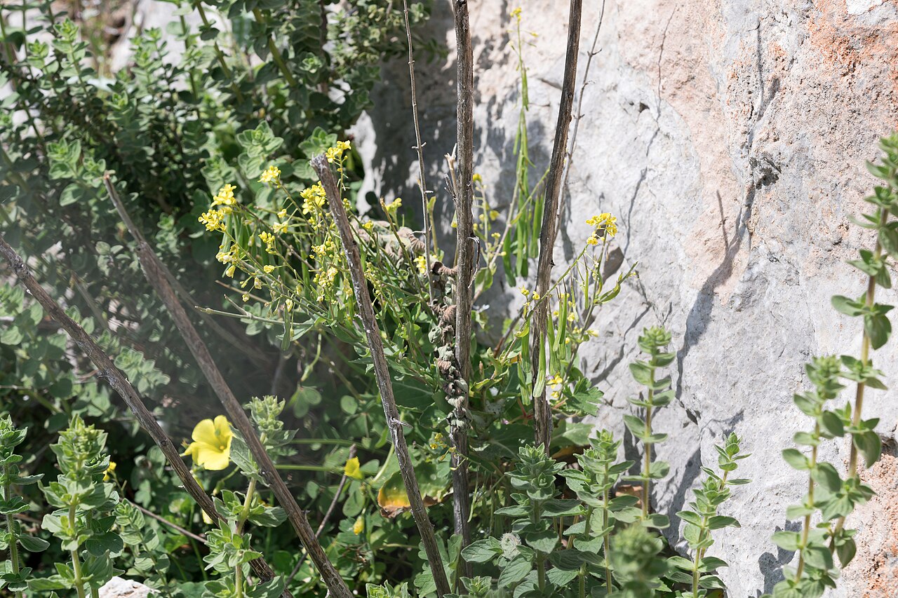 Isatis lusitanica: Isatis lusitanica — Field observation from Περιφέρεια Νοτίου Αιγαίου, Ελλάδα, Greece. Collected by Eleftherios Katsillis (2025-04-07). Recorded in GBIF occurren