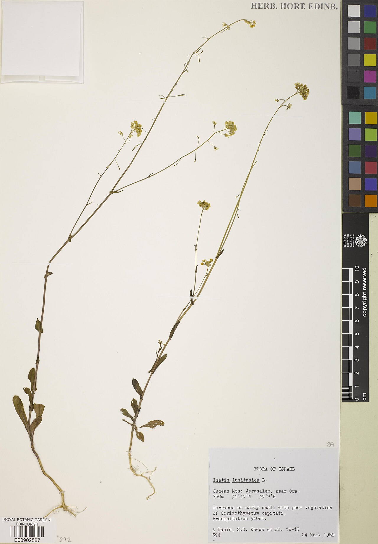 Isatis lusitanica: Isatis lusitanica — Herbarium specimen from Israel. Recorded 1989-03-24. Recorded in GBIF occurrence 1843628415 .