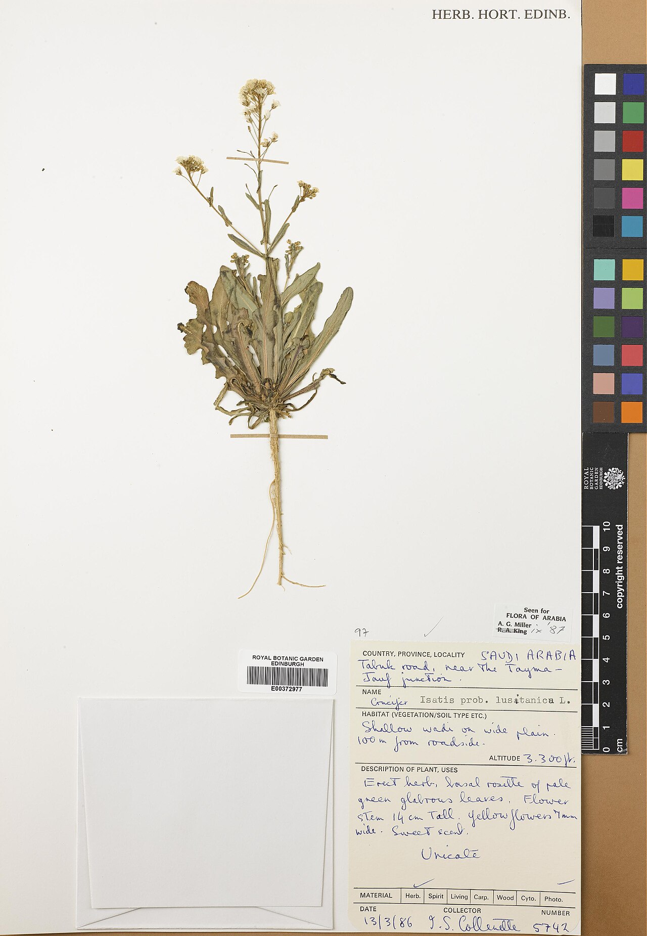 Isatis lusitanica: Isatis lusitanica — Herbarium specimen from Tabuk, Tabuk road, near the Tayma- Jauf junction, Saudi Arabia. Habitat: Shallow wadi on wide plain 100 m from roads