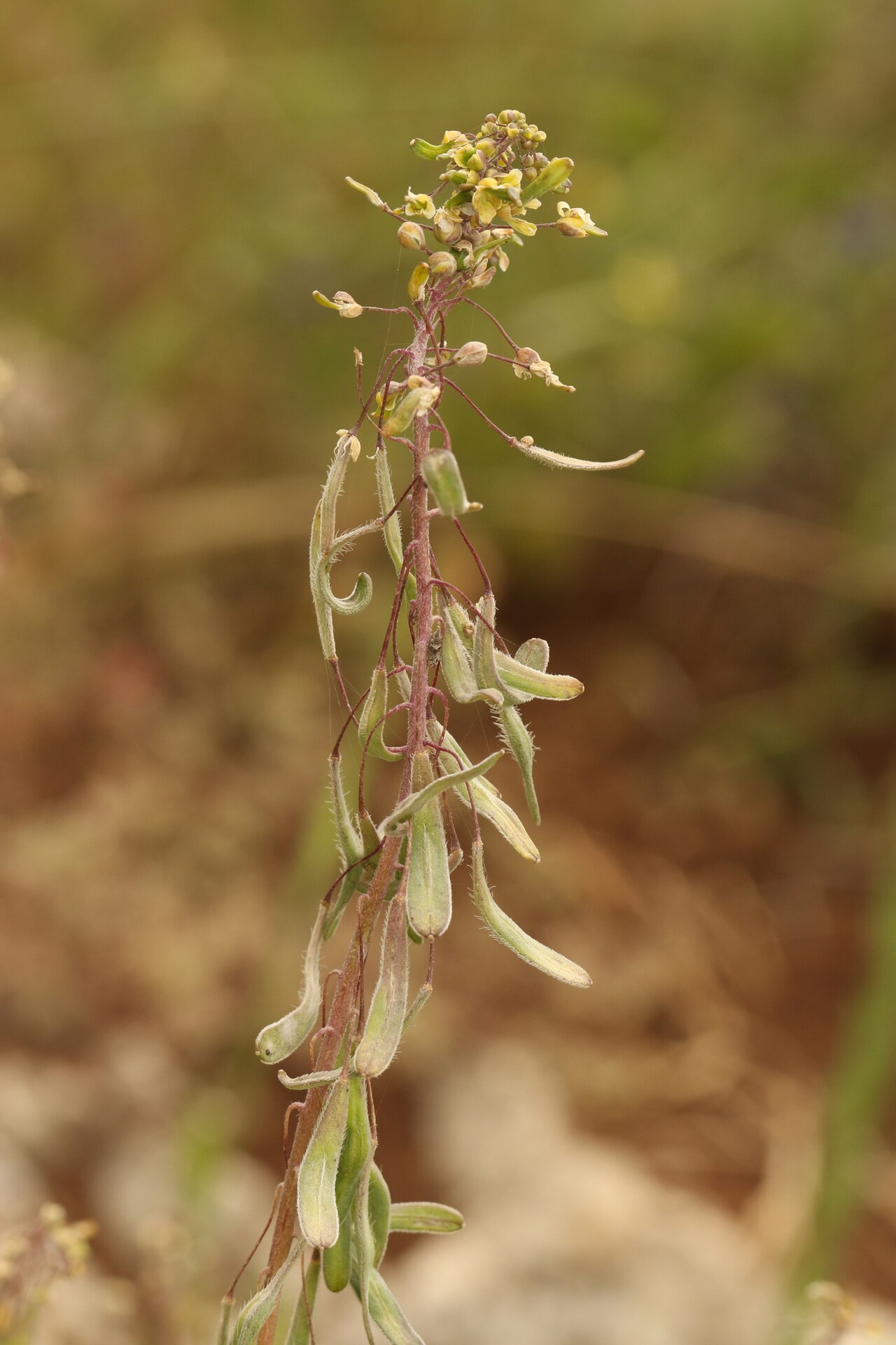 Isatis lusitanica: Isatis lusitanica — Field observation from הרב ישראל גרוסמן, בית שמש, ישראל, Israel. Collected by Chaym Turak (2026-04-07). Recorded in GBIF occurrence 61957149