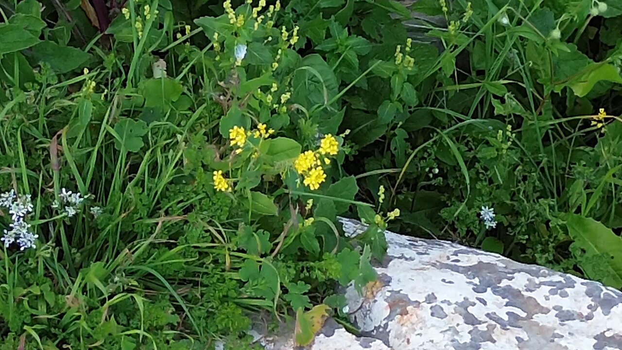 Isatis lusitanica: Isatis lusitanica — Field observation from Περιφέρεια Νοτίου Αιγαίου, Ελλάδα, Greece. Collected by Eleftherios Katsillis (2026-03-05). Recorded in GBIF occurren