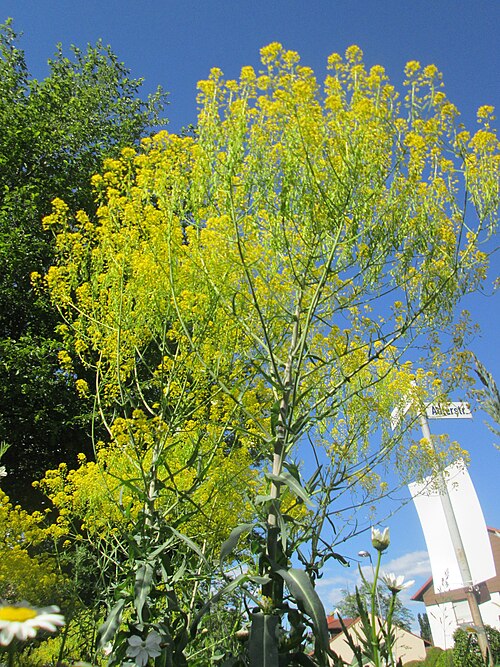 Dyer's woad: Färberwaid ( Isatis tinctoria ) auf einem Blühstreifen in Hockenheim, hier ortsfremd