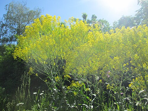 Dyer's woad: Färberwaid ( Isatis tinctoria ) auf einem Blühstreifen in Hockenheim, hier ortsfremd