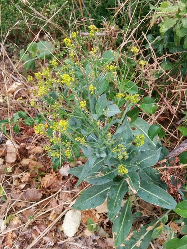 Dyer's woad (Isatis tinctoria)