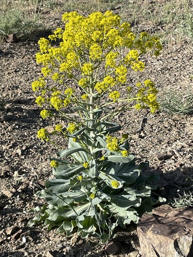 Dyer's woad (Isatis tinctoria)