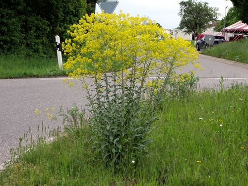 Dyer's woad (Isatis tinctoria)