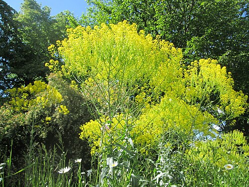 Dyer's woad: Färberwaid ( Isatis tinctoria ) auf einem Blühstreifen in Hockenheim, hier ortsfremd