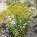 Dyer's woad (Isatis tinctoria)