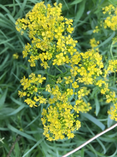 Dyer's woad (Isatis tinctoria)