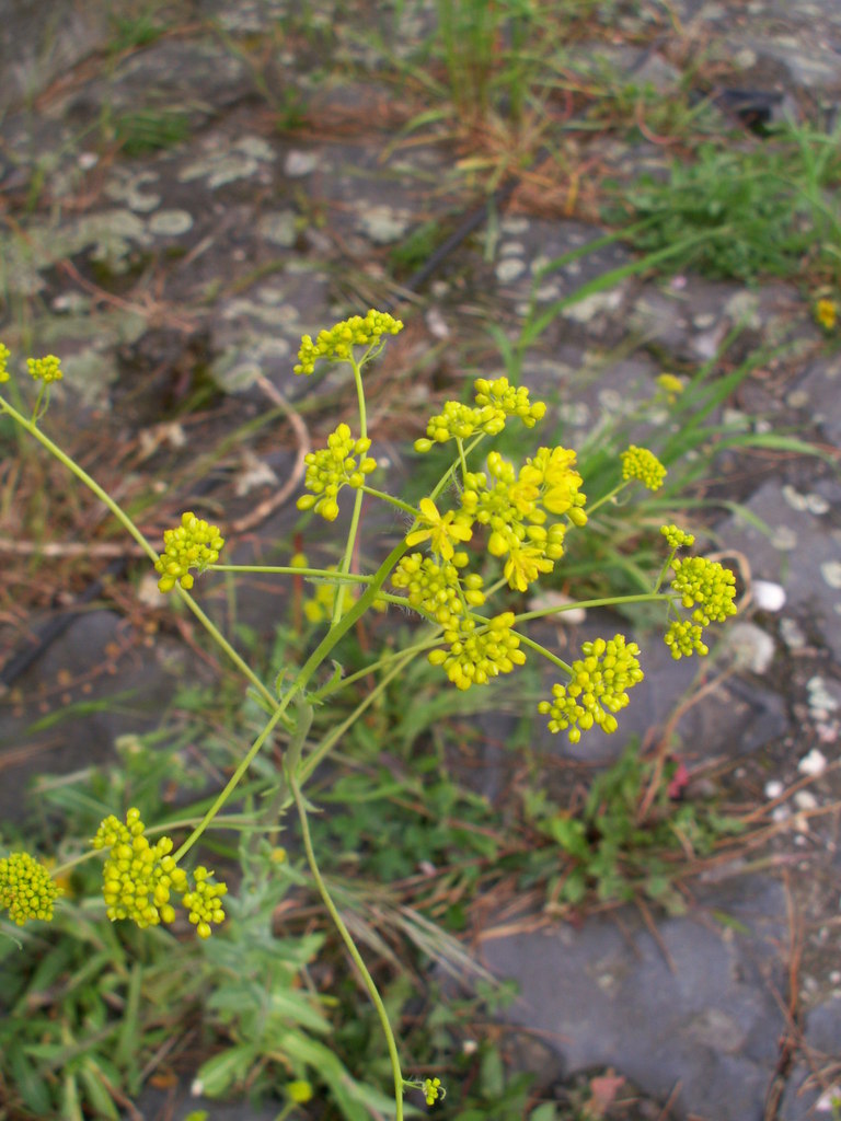 Dyer's woad (Isatis tinctoria)